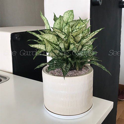 Ngọc ngân chậu trụ để bàn