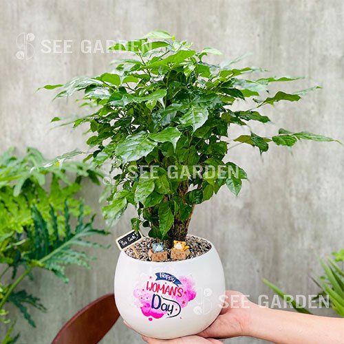 Hạnh phúc chậu hạt dẻ