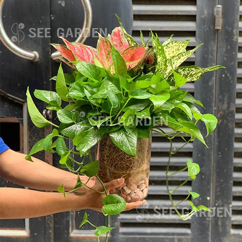 Set lọc không khí thuỷ sinh