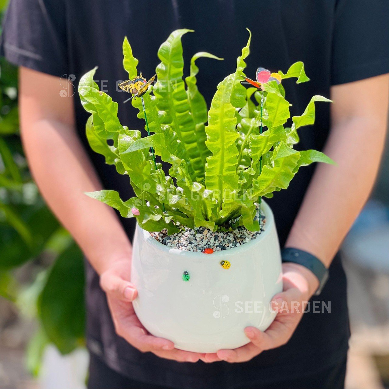 Ráng Ổ Phụng [Asplenium Nidus] 2