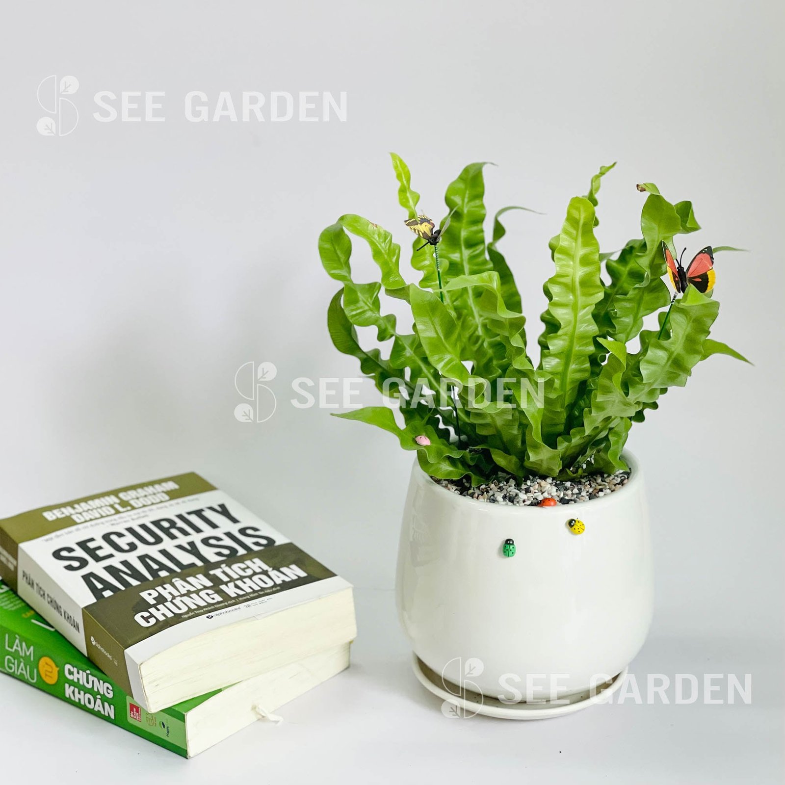 Ráng Ổ Phụng [Asplenium Nidus]