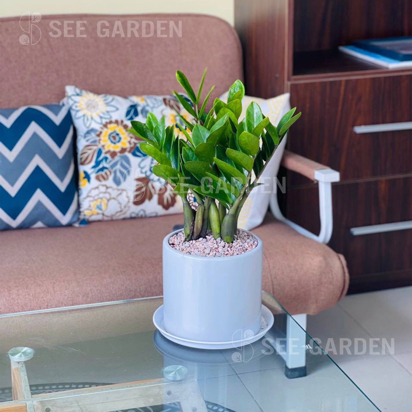 Kim Tiền S Để Bàn Chậu T17x20