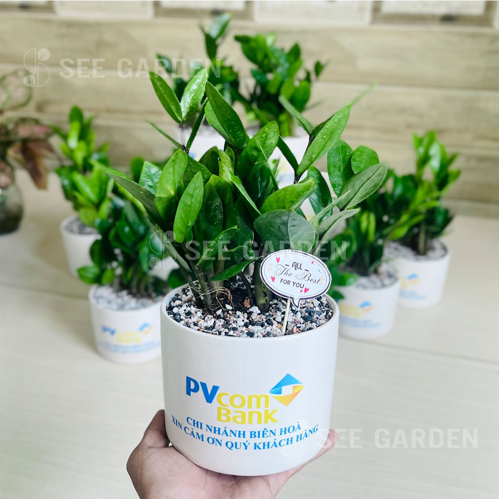 Kim Tiền Mini Để Bàn Chậu T12