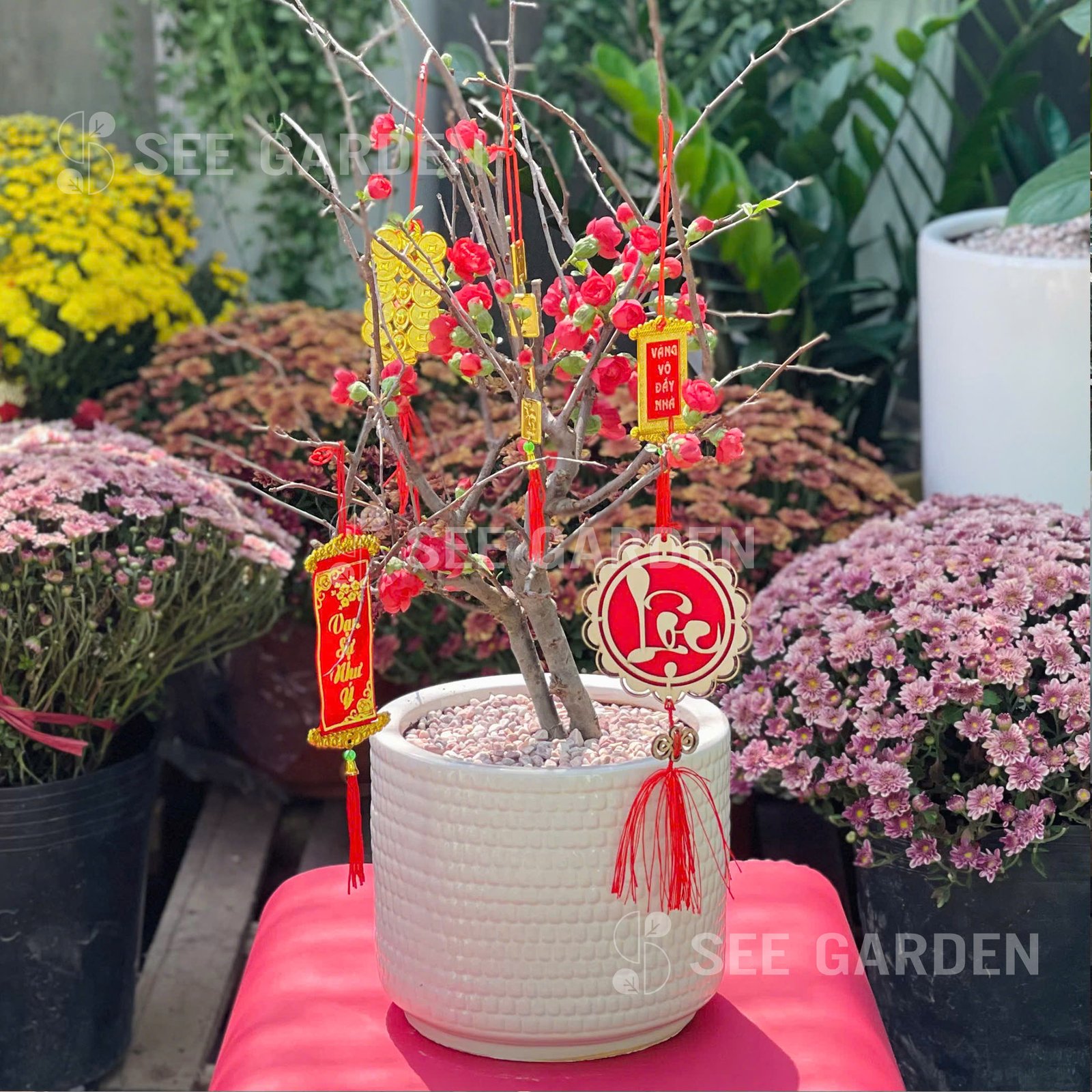 Mai Đỏ Chậu Men T15