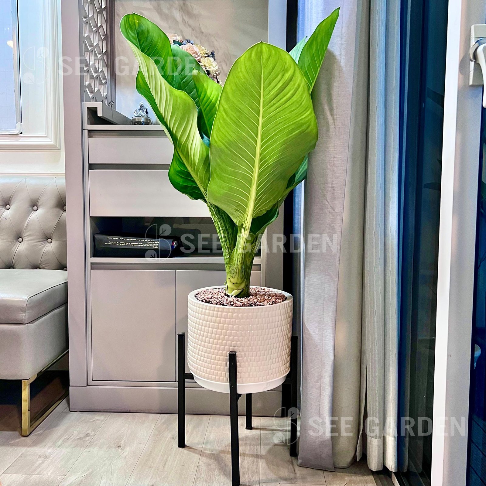 Đại Phú Chậu Trụ Kèm Đôn Gỗ