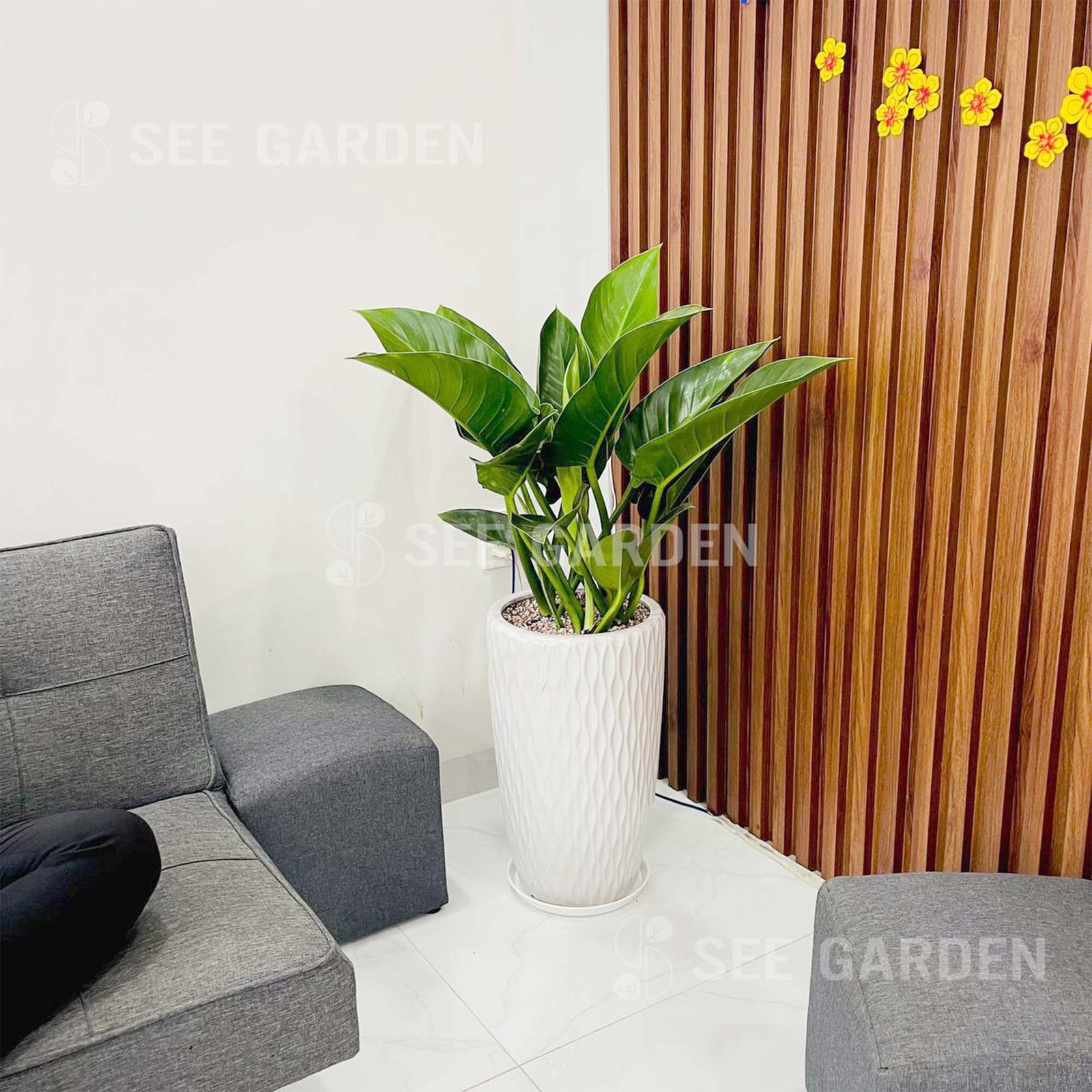 Trầu Bà Đế Vương Xanh Chậu Ly LV2