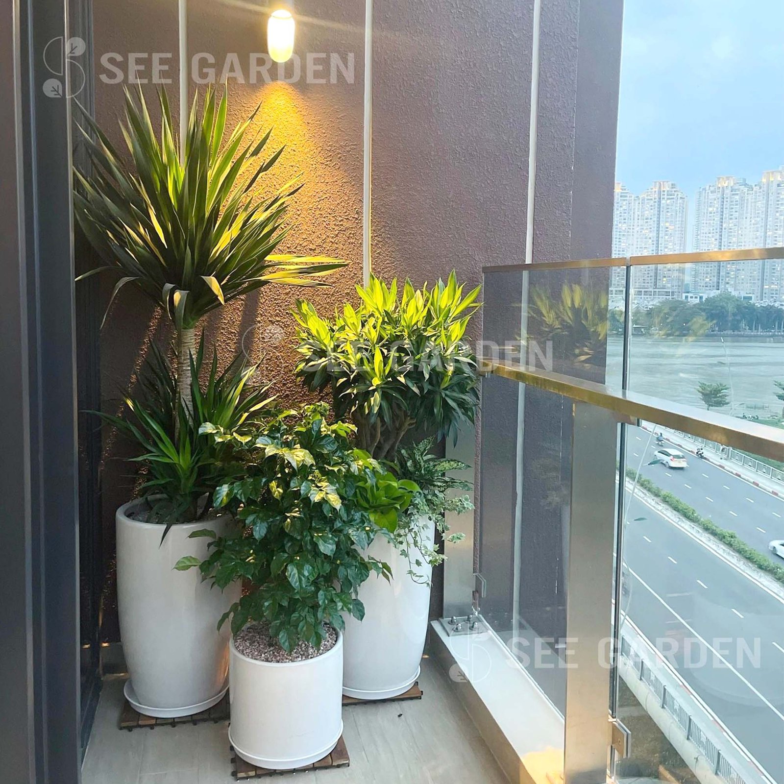 Bộ 3 Cây Trồng Ban Công [Combo Balcony]