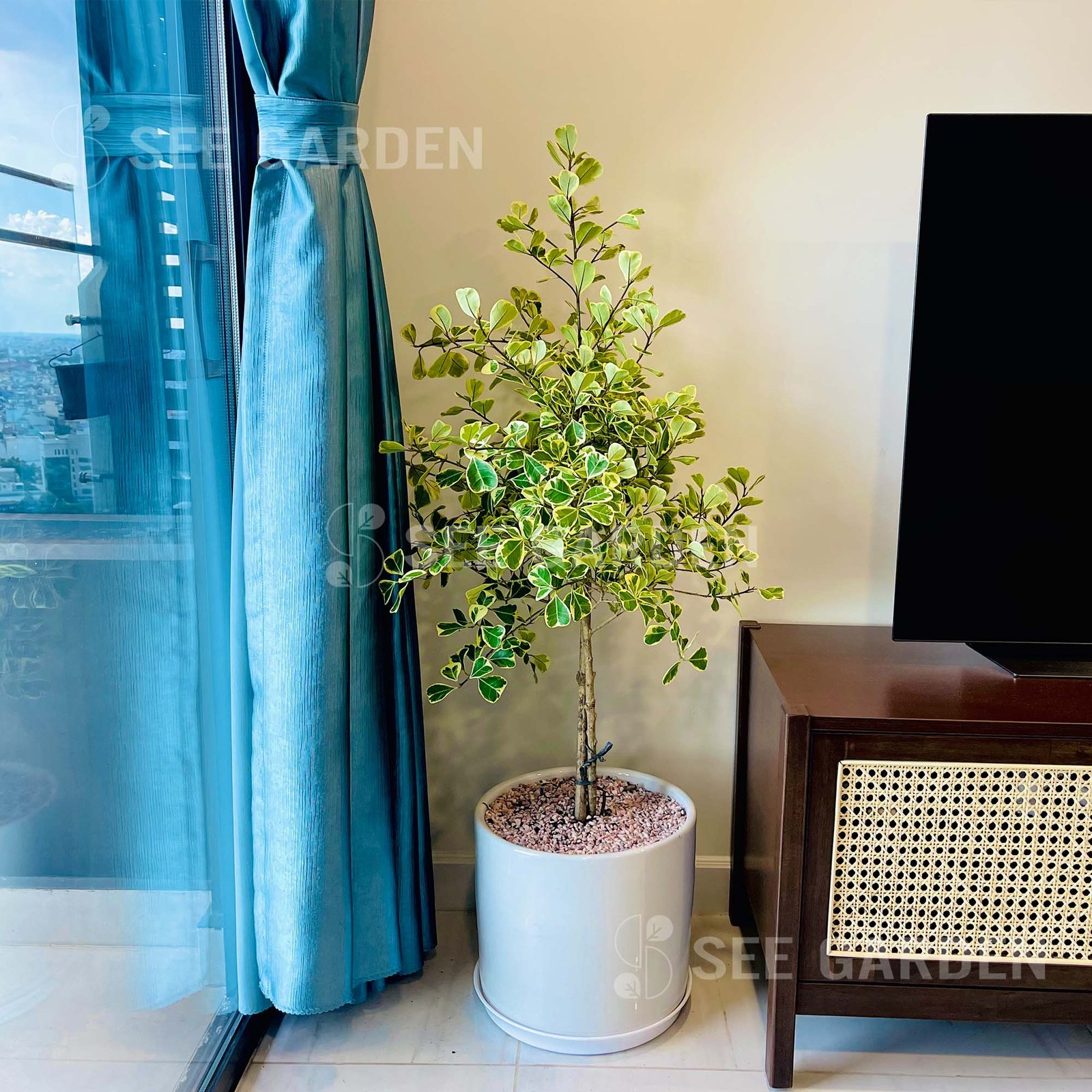 Đa Tam Phúc Chậu Men Trụ T32