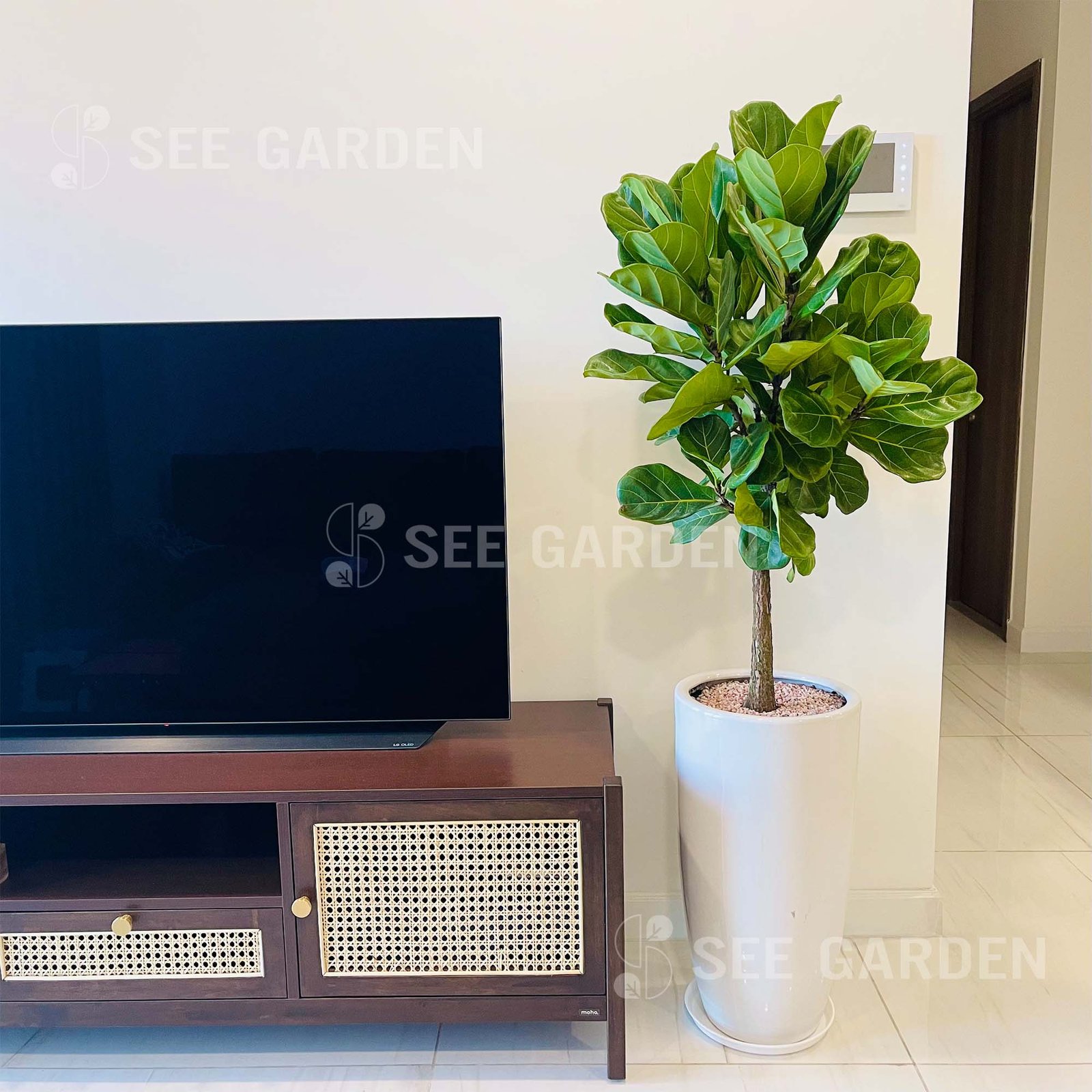 Bàng sing lớn chậu LT1 [Fiddle-Leaf Fig Tree]