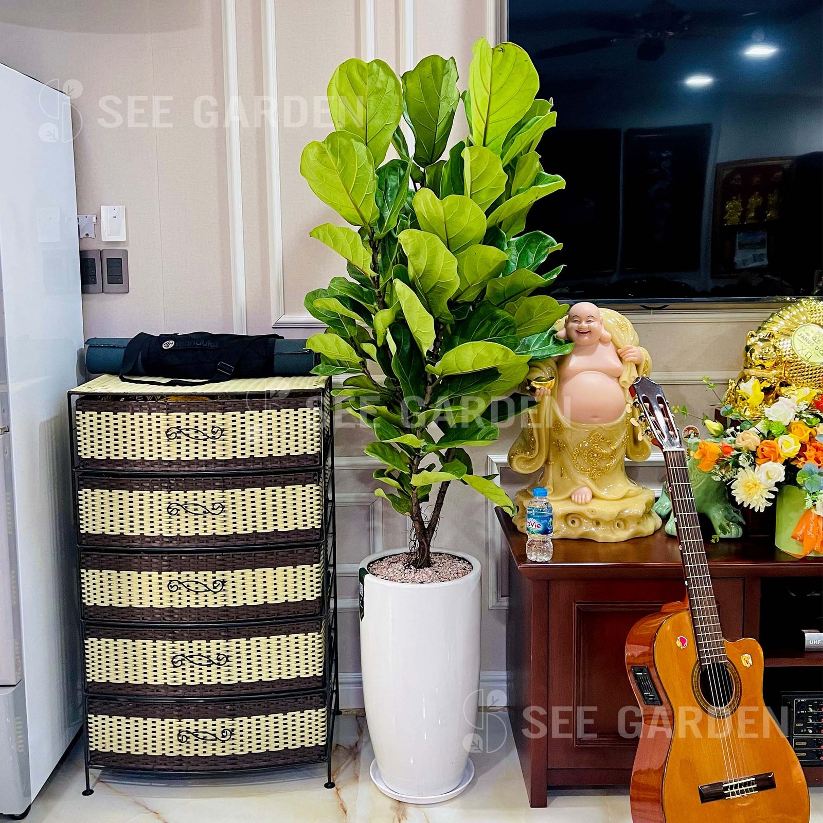 Bàng sing lớn chậu LT1 [Fiddle-Leaf Fig Tree] 2