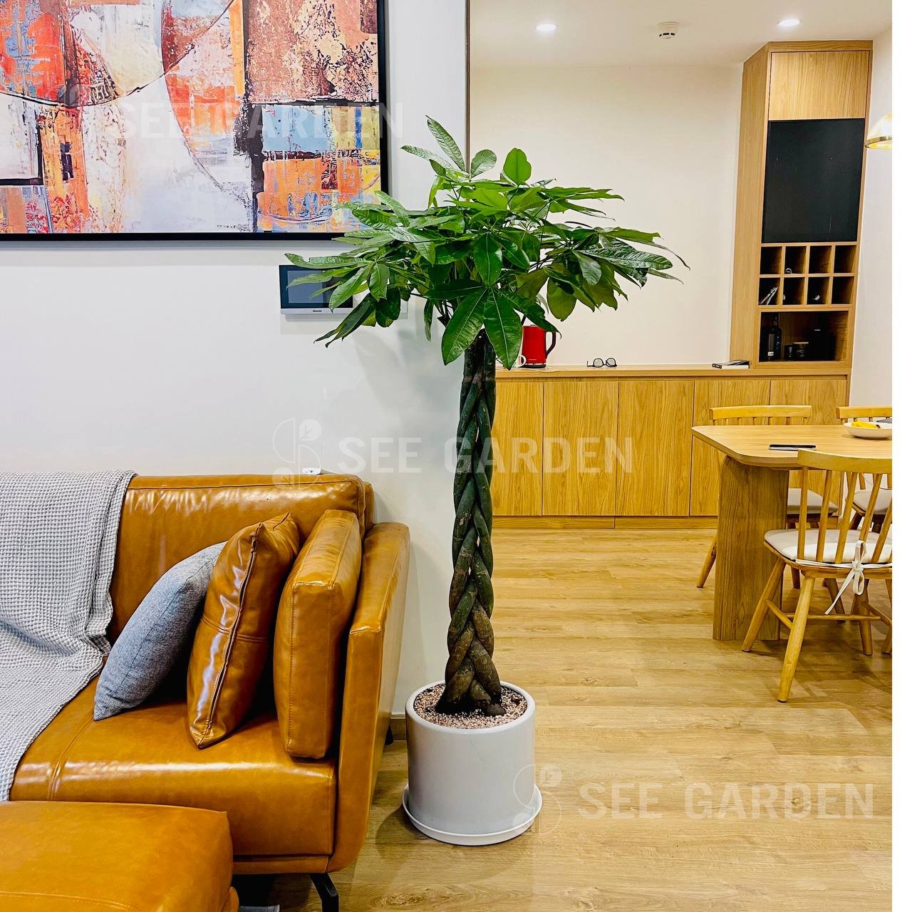 Kim Ngân Bính Đại Chậu Trụ T32 [Money Tree]