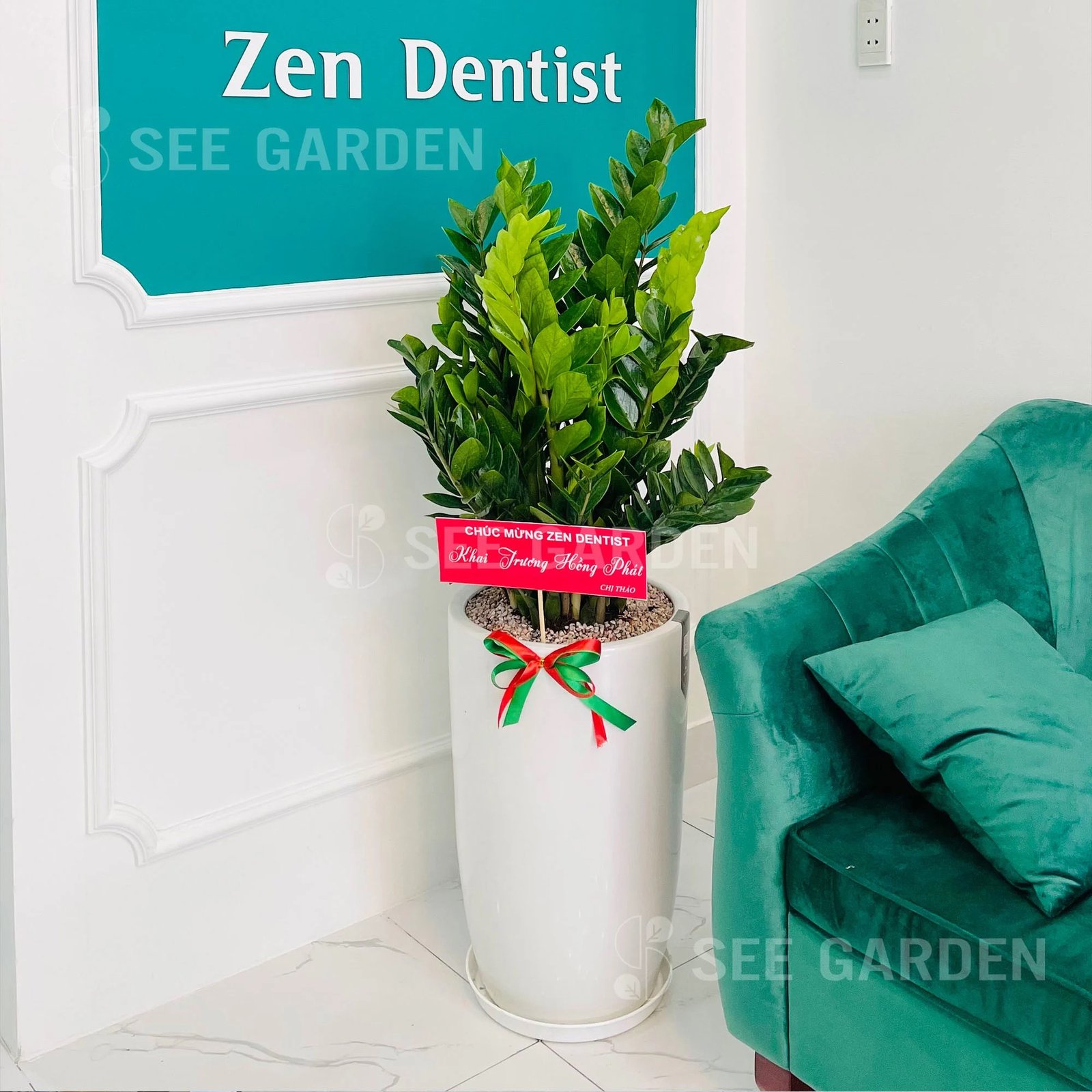 Kim Tiền Lớn LT1 [Large ZZ Plant]