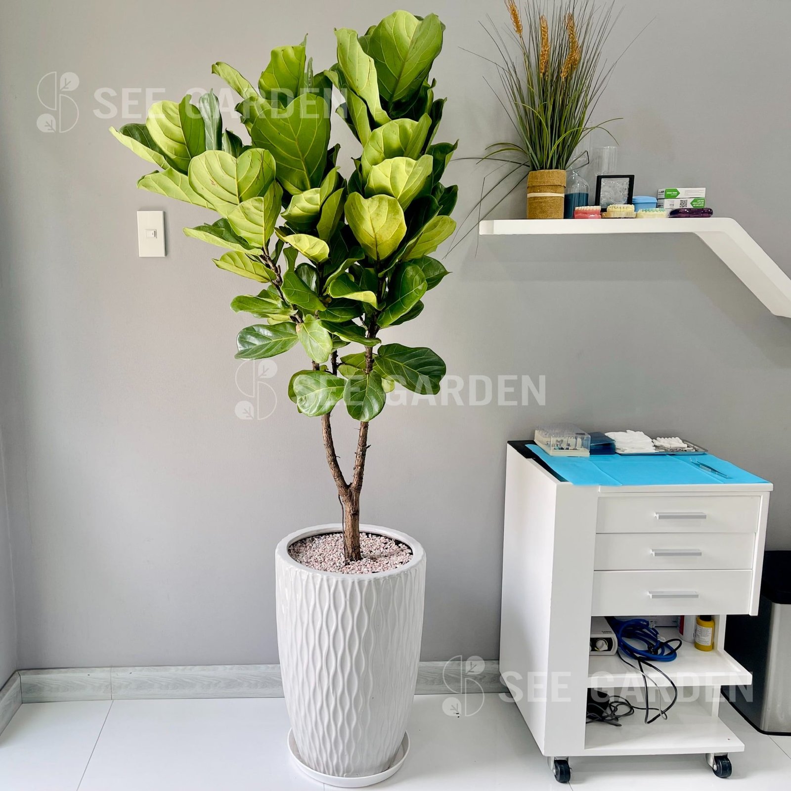 Chậu Vân Lưới LV1 2