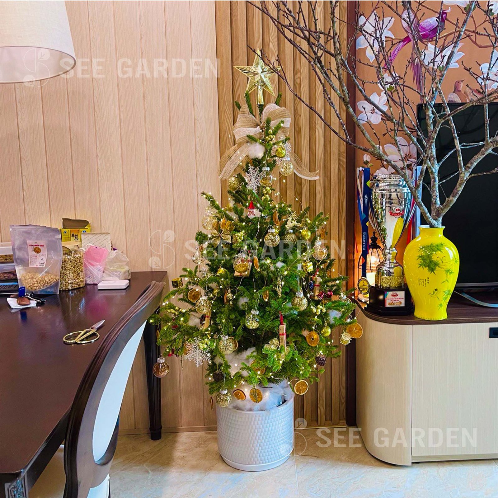 Thông tươi nhập khẩu trang trí theo Gold Tone ~1m4