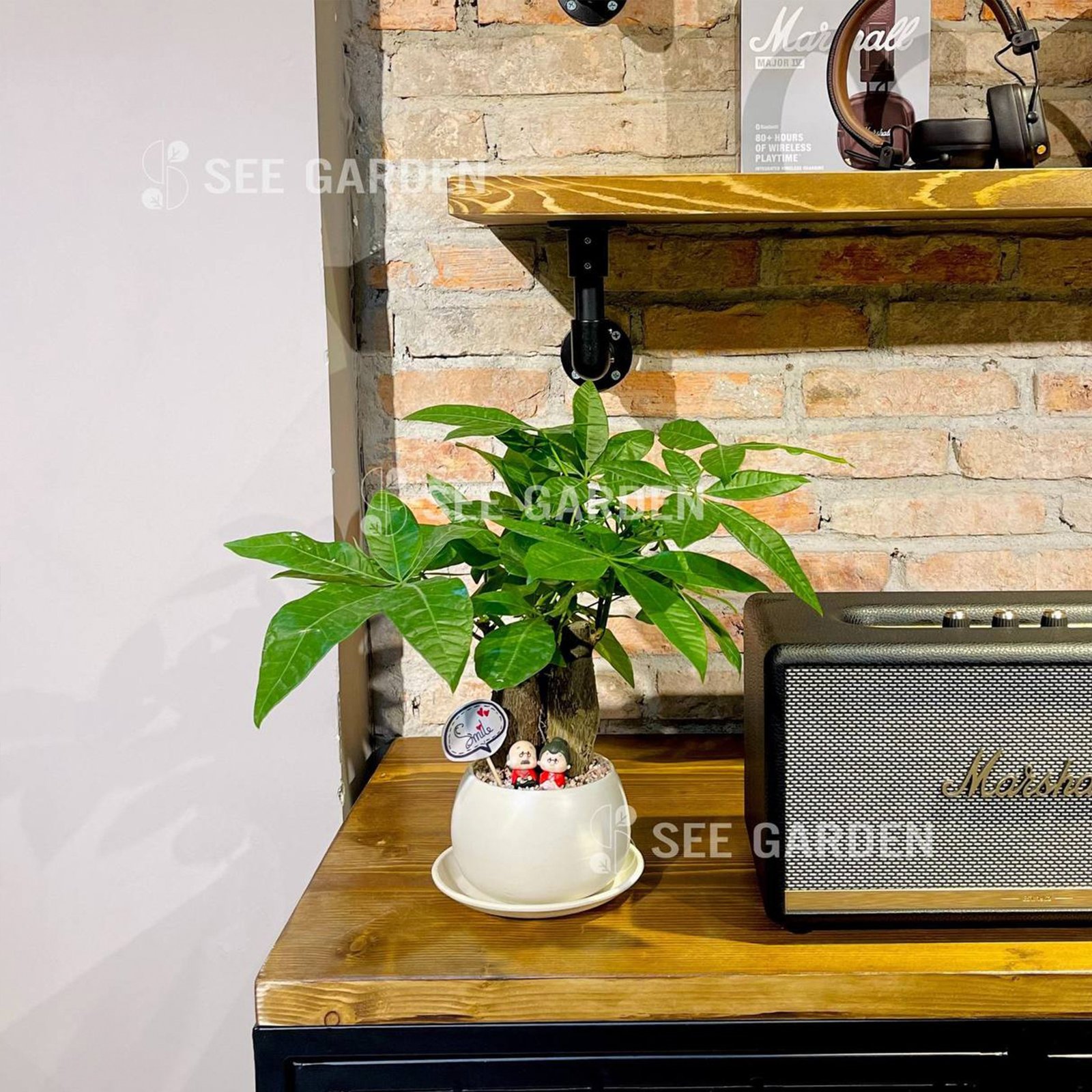 Kim Ngân 3 Củ D10