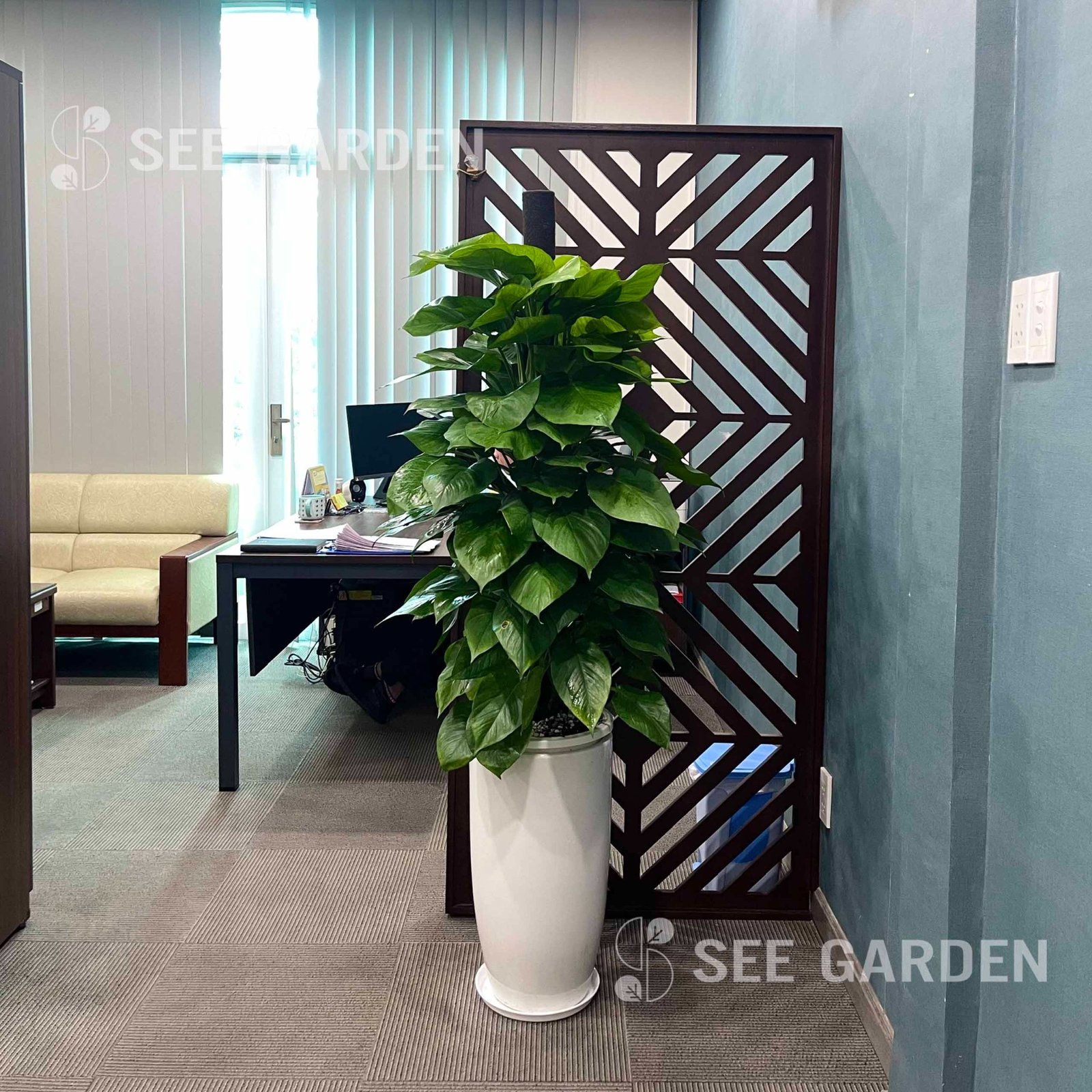 Trầu Bà Leo Cột LT2 [Pothos] 2