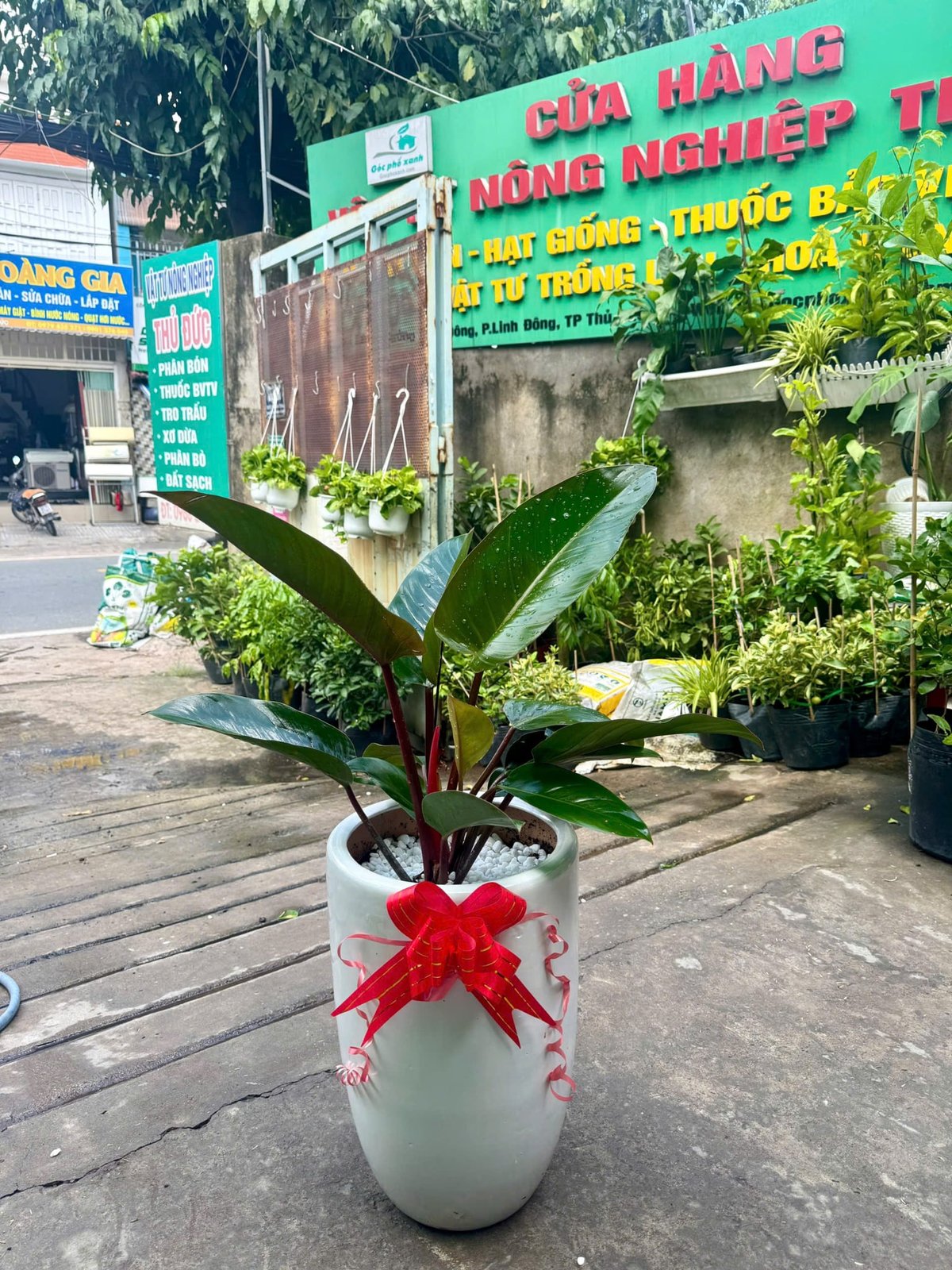 Chậu cây trầu bà đế vương giao hàng quân 9, Thủ Đức, Thành phố Hồ Chí Minh 2