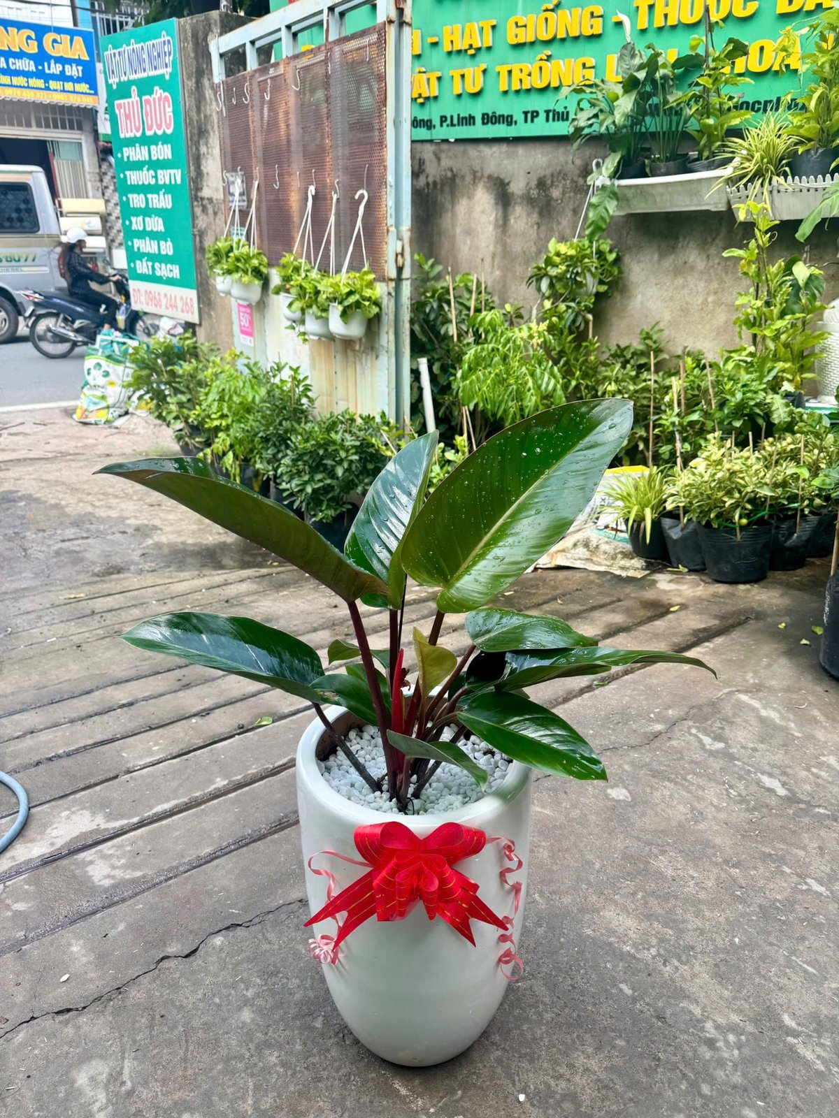 Chậu cây trầu bà đế vương giao hàng quân 9, Thủ Đức, Thành phố Hồ Chí Minh