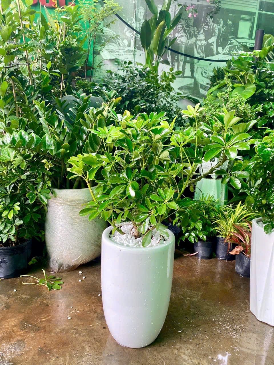 CHẬU CÂY NGŨ GIA BÌ TRANG TRÍ VĂN PHÒNG, PHÒNG KHÁCH, sảnh, sann vườn, QUÀ TẶNG QUẬN 9, THỦ ĐỨC THÀNH PHỐ HỒ CHÍ MINH
