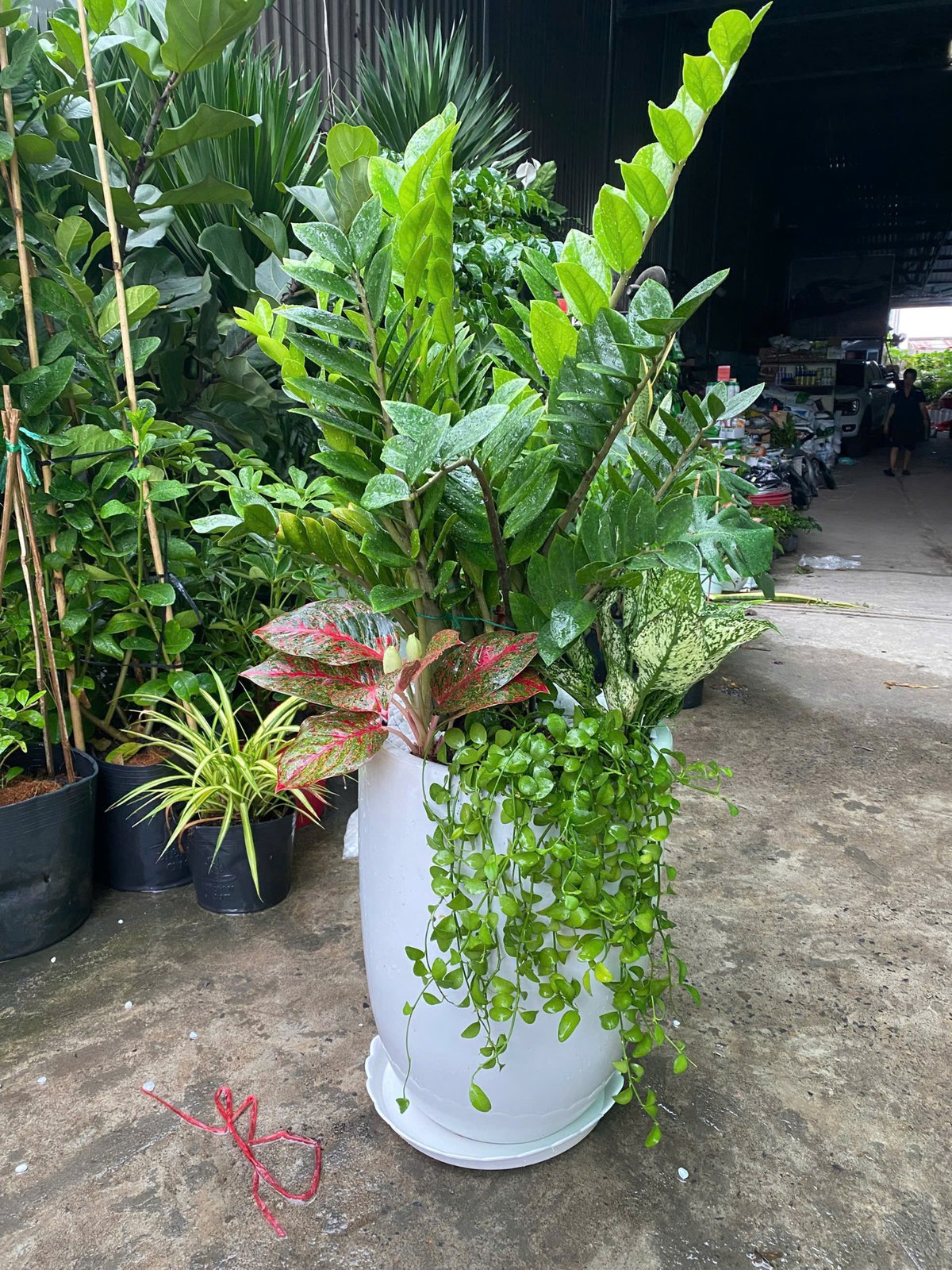 Chậu cây Kim Tiền - Chậu cây quà tặng ý nghĩa được yêu thích 2