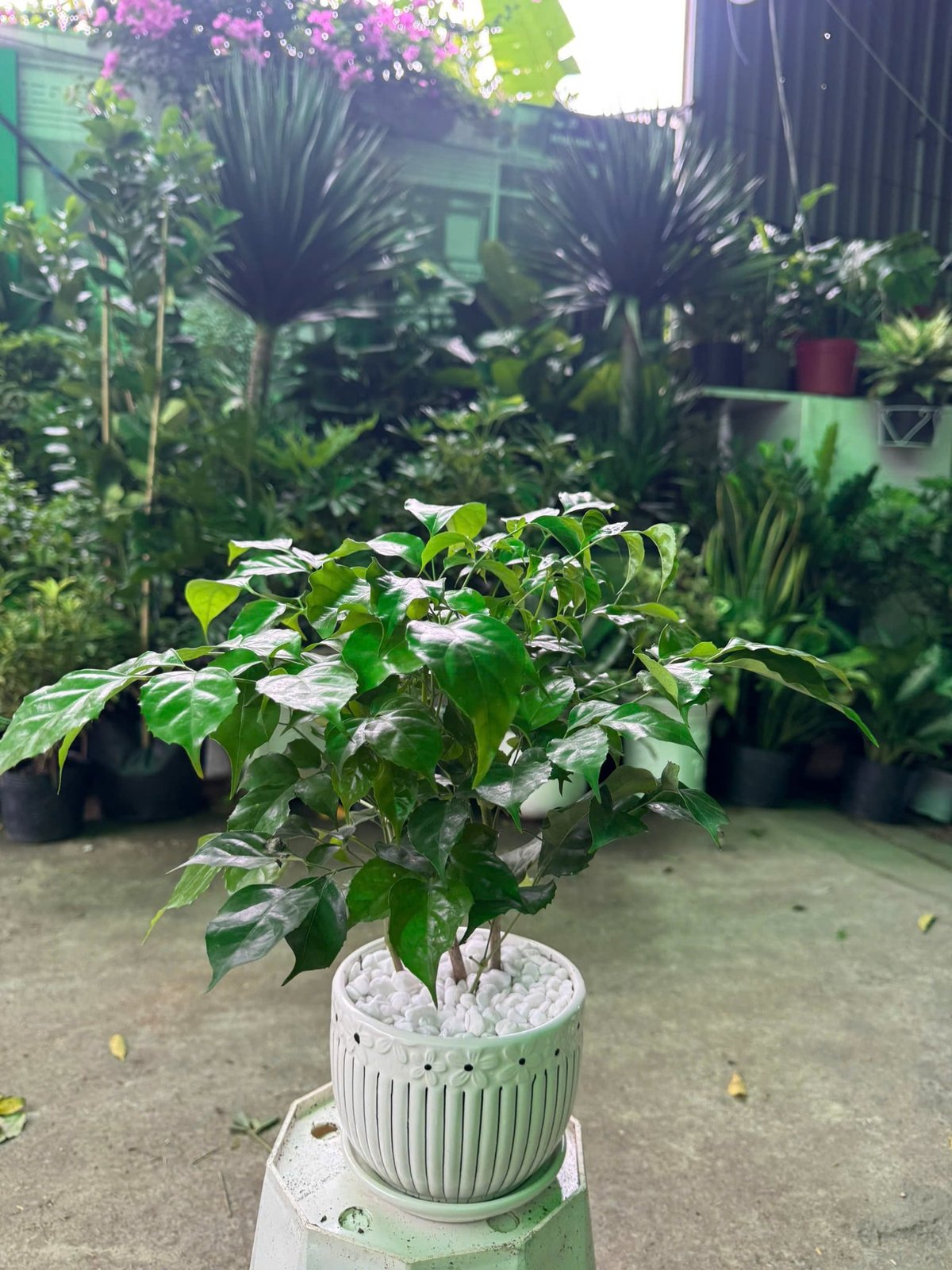 Cây Hạnh Phúc Để Bàn làm quà tặng cho gia đình, bạn bè
