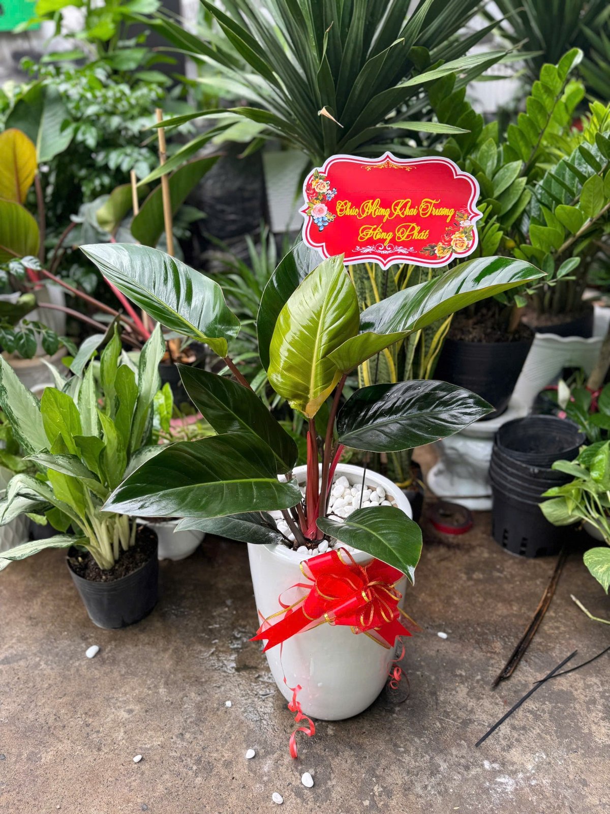 Chậu cây chầu bà đế vương nâu , cây kèm chậu sứ làm quà tặng tân gia, trang trí văn phòng, phòng khách quận 9, Thủ Đức thành phố Hồ Chí Minh 2