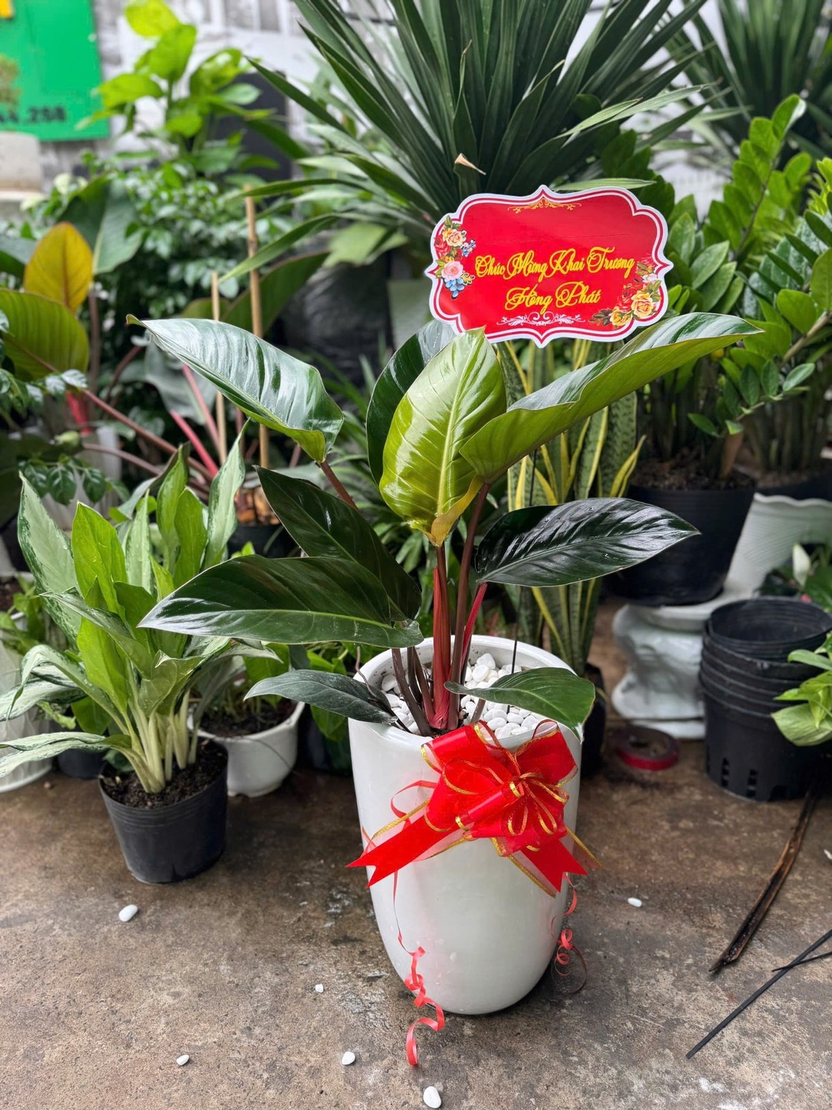 Chậu cây chầu bà đế vương nâu , cây kèm chậu sứ làm quà tặng tân gia, trang trí văn phòng, phòng khách quận 9, Thủ Đức thành phố Hồ Chí Minh