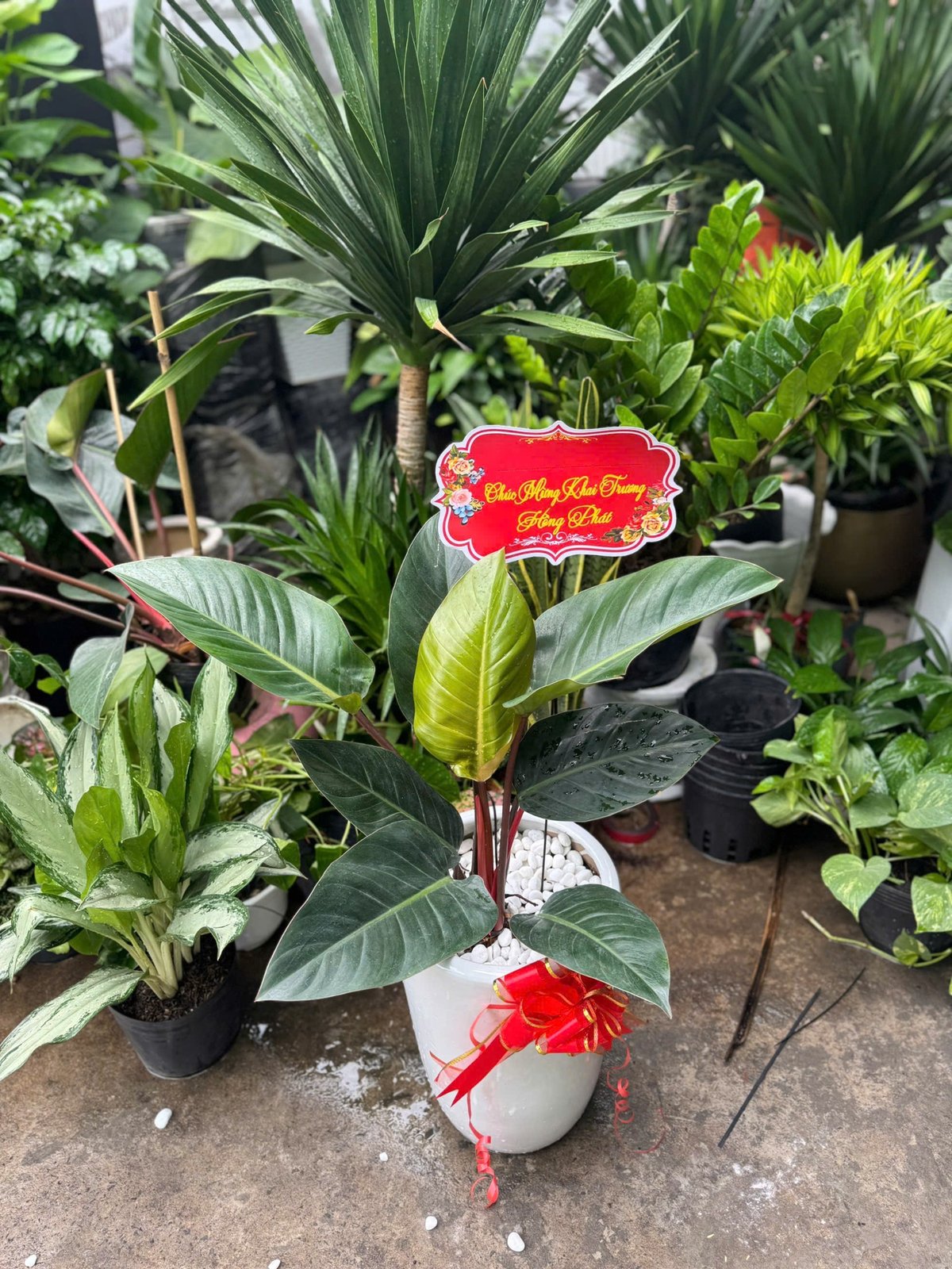 Chậu cây chầu bà đế vương nâu , cây kèm chậu sứ làm quà tặng tân gia, trang trí văn phòng, phòng khách quận 9, Thủ Đức thành phố Hồ Chí Minh 3