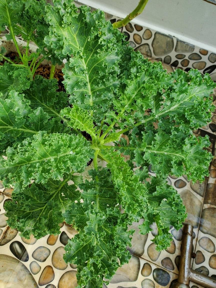 Hạt giống cải xoăn Kale rado 686 2