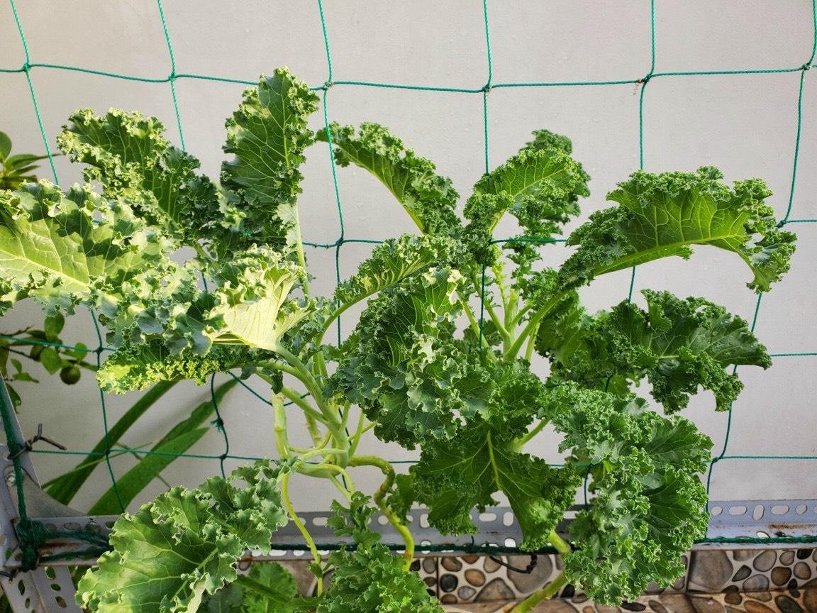 Hạt giống cải xoăn Kale rado 686 3