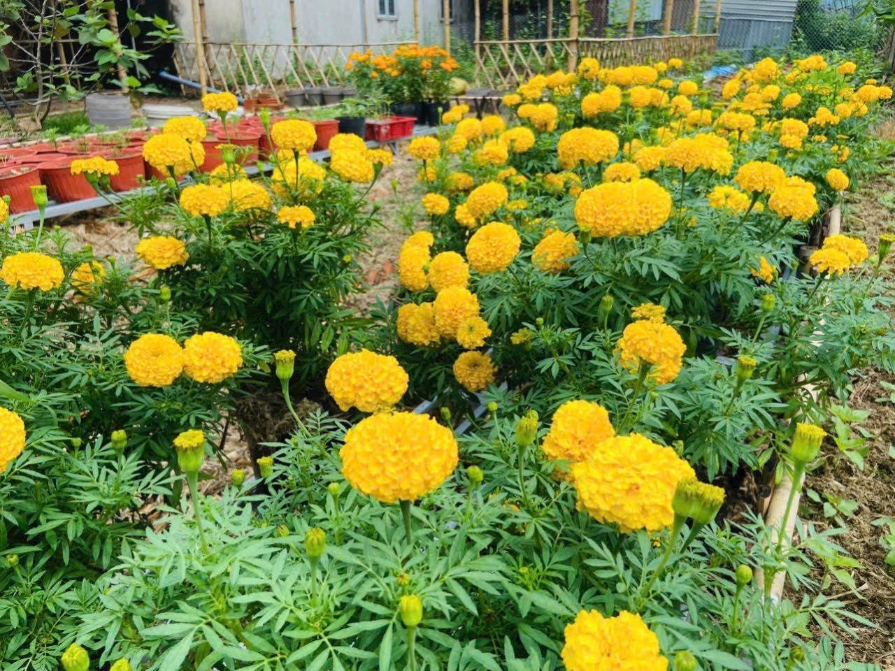 Hạt giống hoa vạn thọ pháp lùn F1 VÀNG CHANH hạt  giống 3