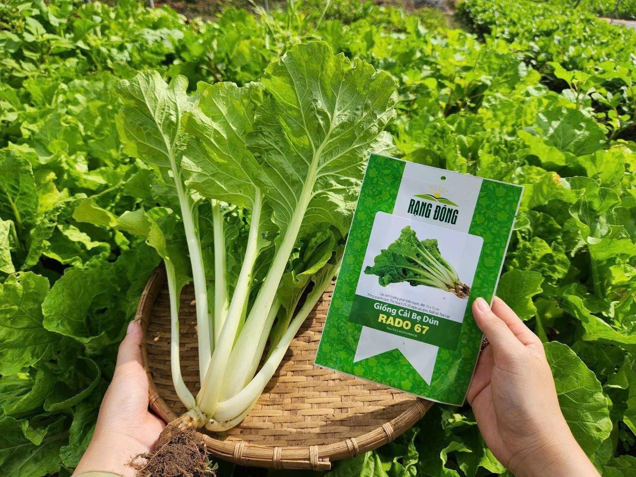 Hạt giống cải bẹ dún RADO 67 gói 20gram 2