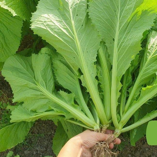 Hạt giống cải bẹ xanh gói 20gram 3