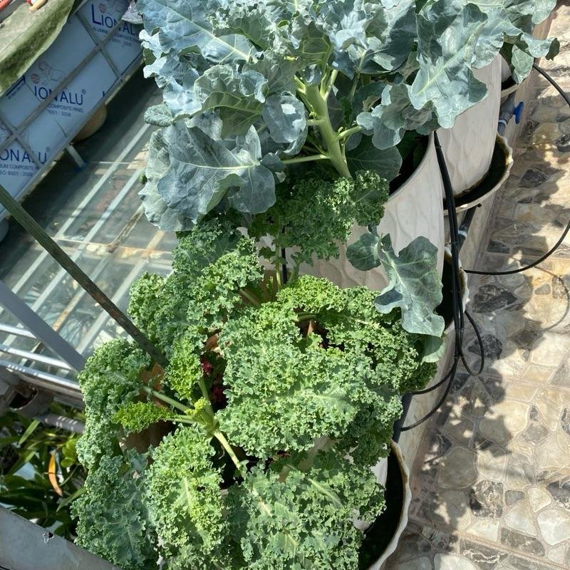 Ủ phân bón Combo bộ đôi chế phẩm EM Sfarm và mật rỉ đường làm phân hữu cơ từ rác nhà bếp rau củ quả Em 200g và Mật rỉ đường 1 lít 3