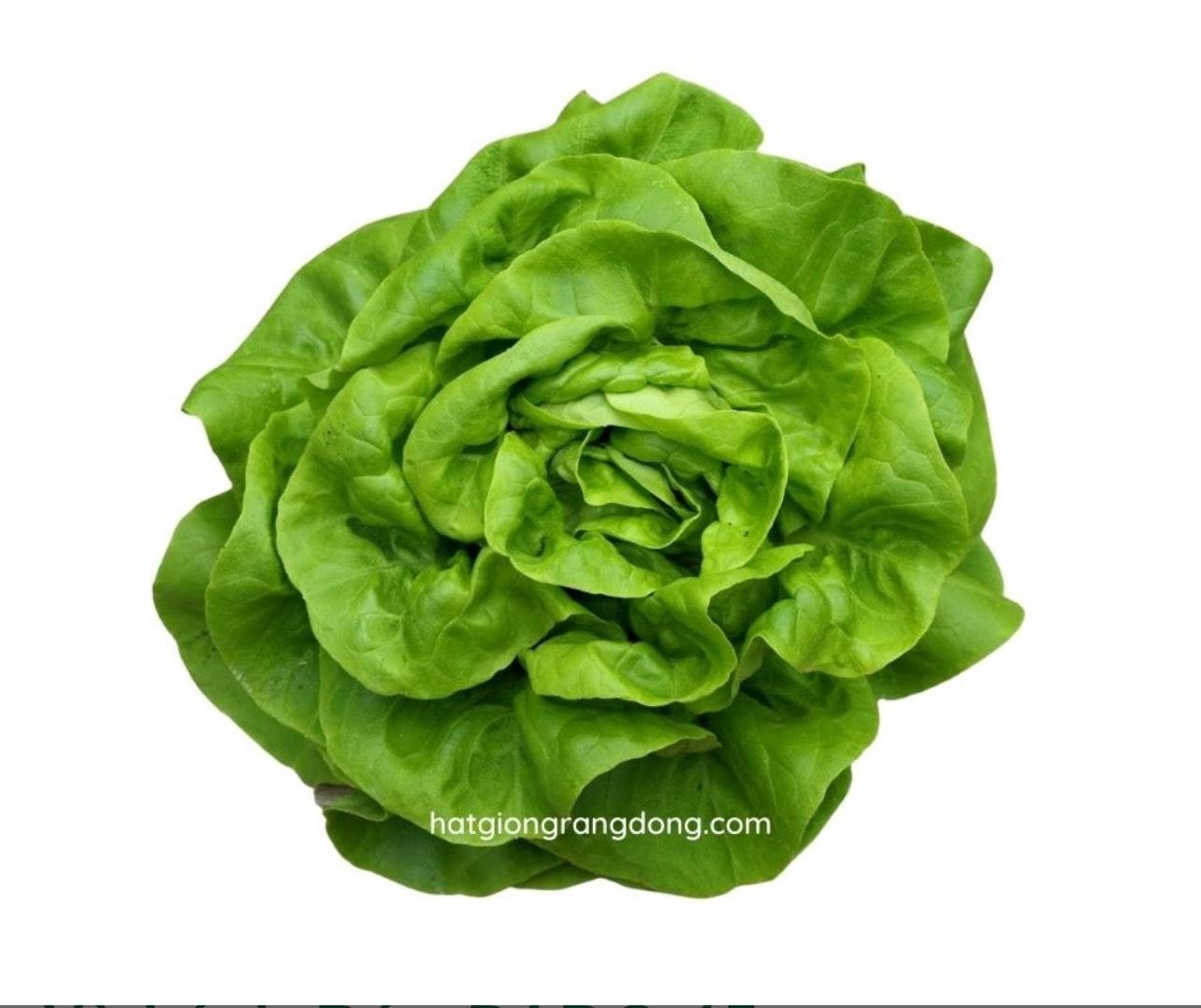Hạt giống Xà lách búp gói 5gram 3