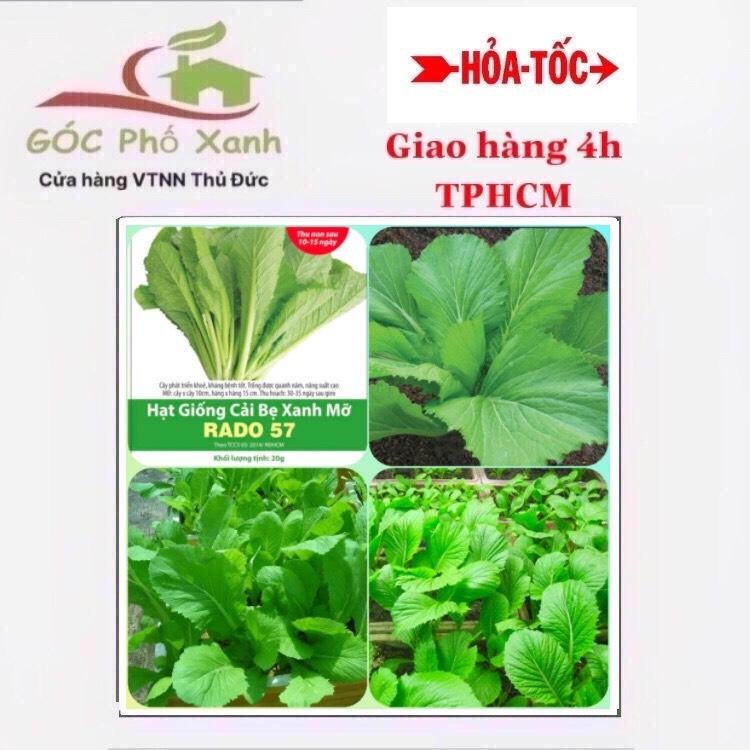 Hạt giống cải bẹ xanh Rạng Đông 2