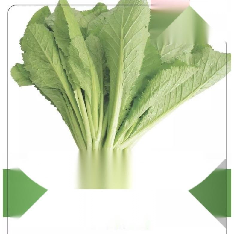 Hạt giống cải bẹ xanh Rạng Đông