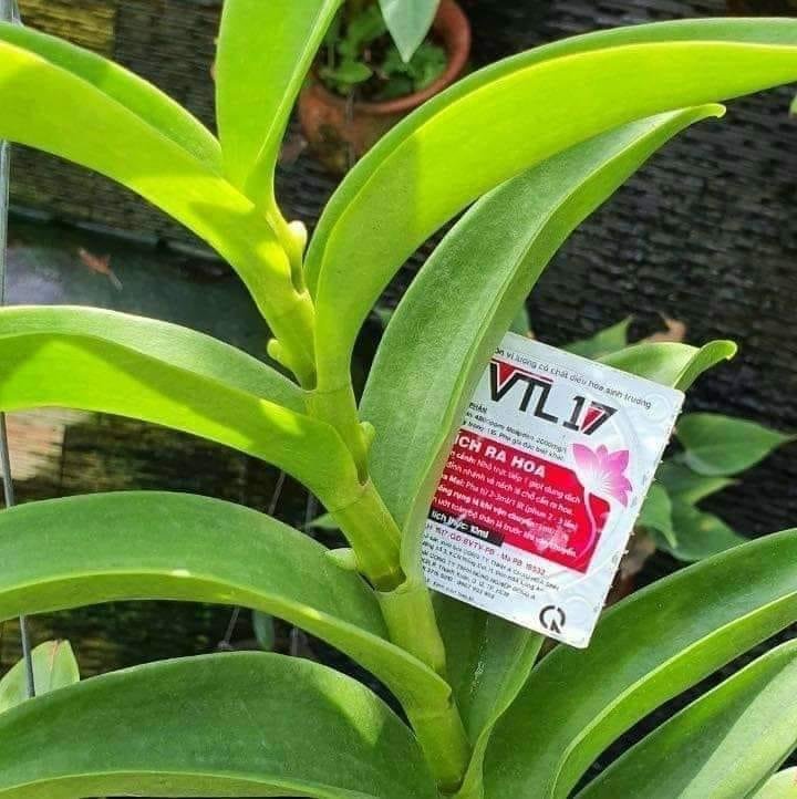 Phân bón KÍCH RA HOA MAI HOA LAN VTL 17 hũ 10ml 2