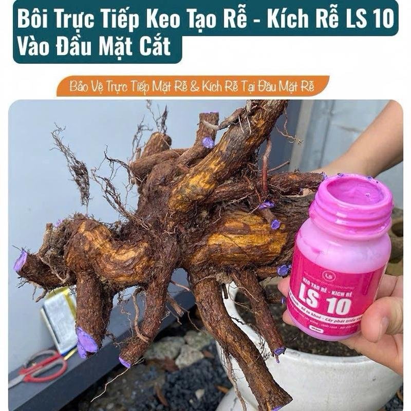 Keo tạo rễ keo bôi đầu rễ cây phôi Ls10 tăng hiệu quả chiết cành 2