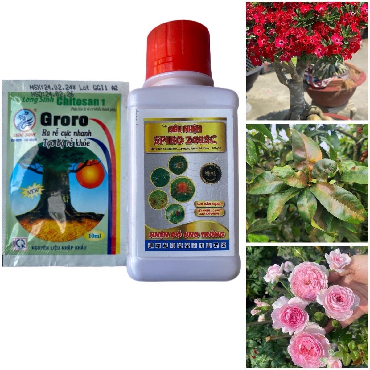 Combo bao gồm Phân bón kích rễ Groro và Siêu nhện Spiro 240SC giúp cây ra rễ đâm chồi phục hồi sau khi nhện đỏ ăn lá