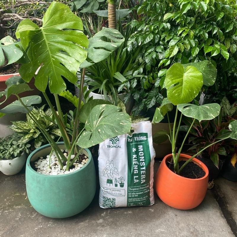 Đất giá thể trồng kiểng lá Tropical 10 lít~5,5kg