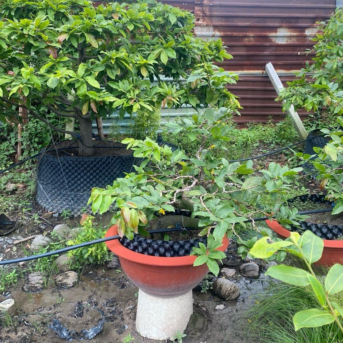 Phân dơi nguyên chất 100% gói 500gam hoặc phân  dơi 2