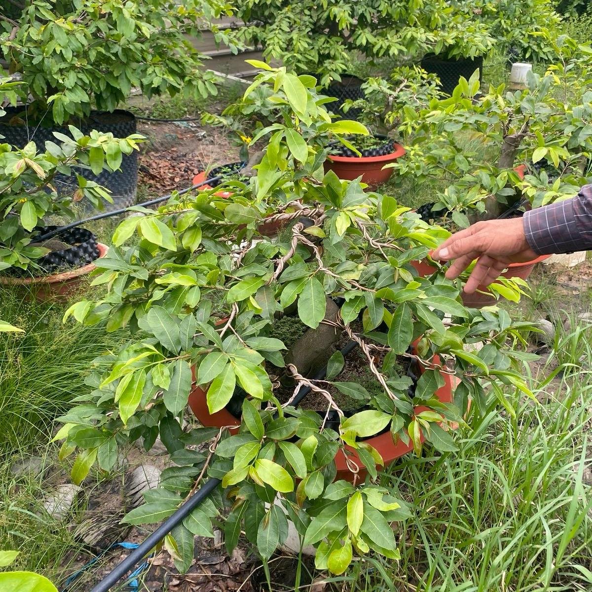 Phân dơi nguyên chất 100% gói 500gam hoặc phân  dơi 3