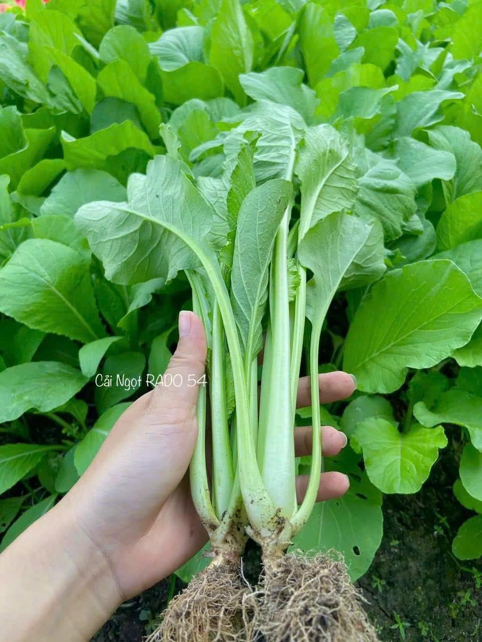 Hạt giống cải ngọt rado 54 2