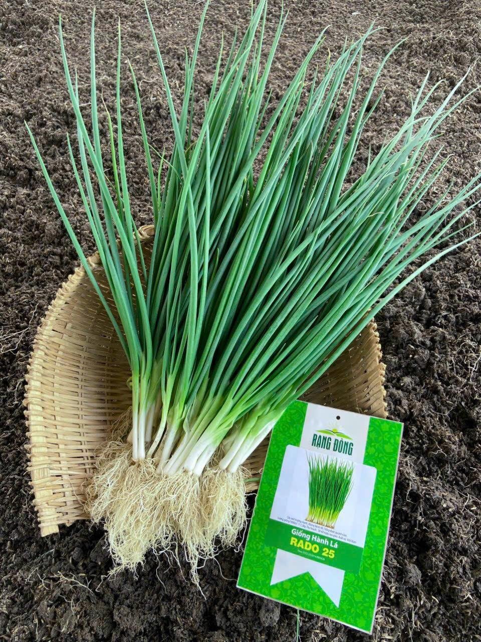Hạt giống hành lá RADO 25 Gói 2,5 gram 2