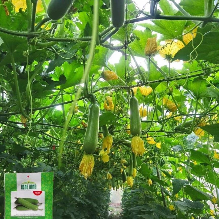 Hạt giống bí đao chanh lai F1 gói 0,2gam 2
