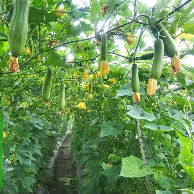 Hạt giống bí đao chanh lai F1 gói 0,2gam 3