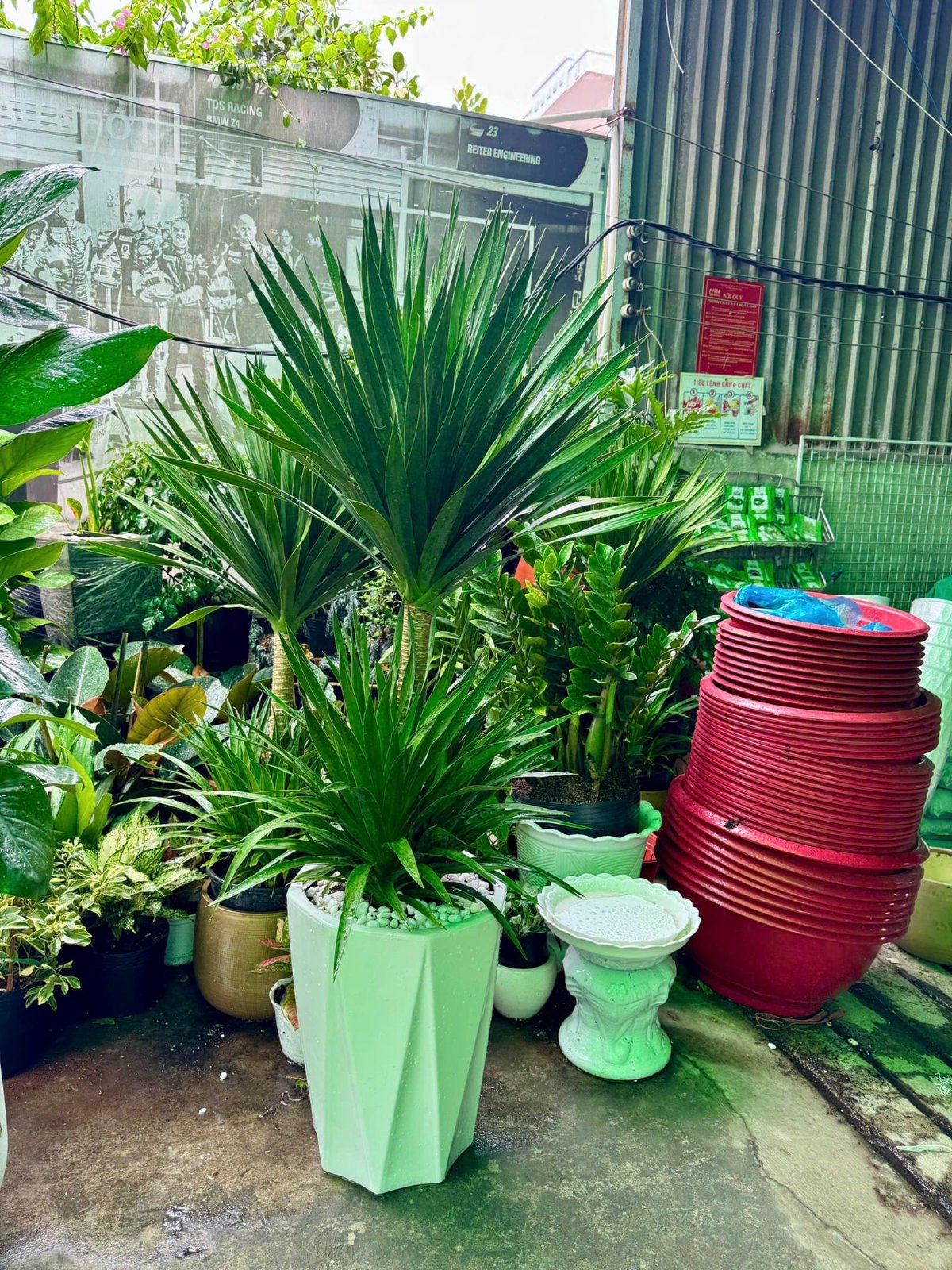 Chậu cây phát tài núi vào chậu sứ, cây trang trí, cây phong thủy cây quà tặng, tặng tân gia, khai trương quận 9, Thủ Đức