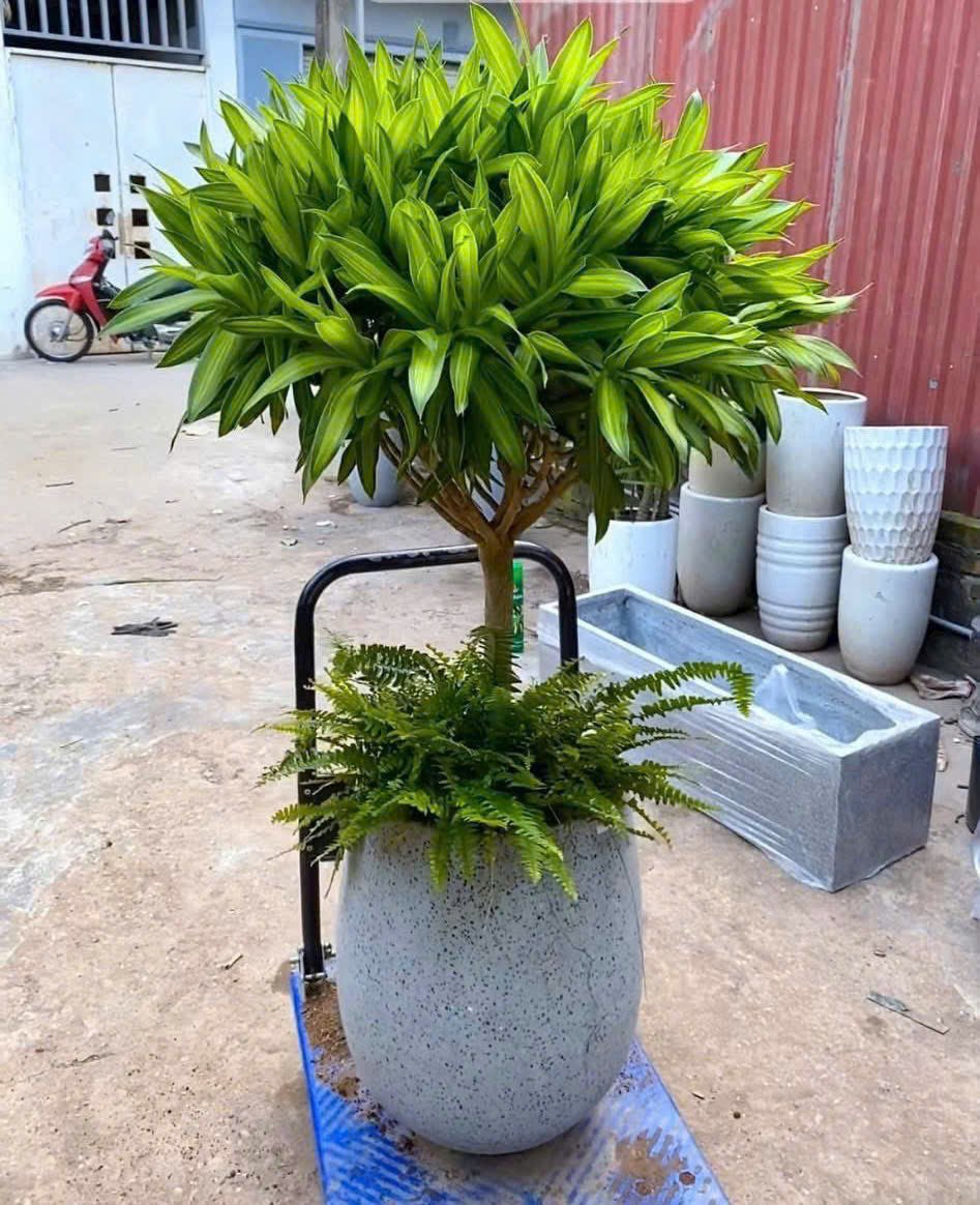 Chậu cây trúc bách hợp mix vạn lộc, ngọc ngân, cây quà tặng, tặng khai truong, tặng tân gia quận 9, Thủ Đức 2
