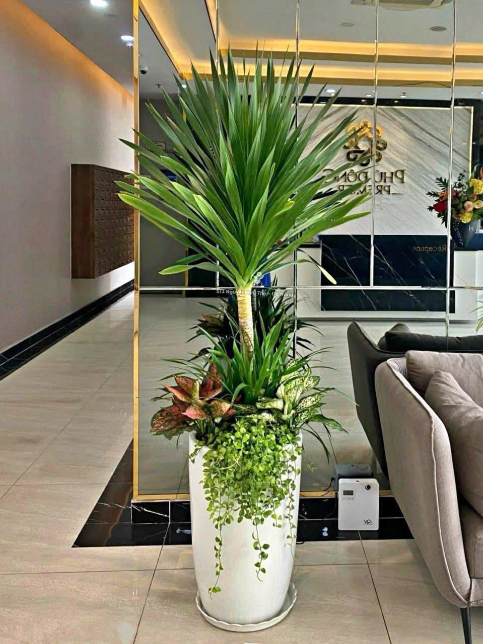 Chậu cây phát tài núi mix vạn lộc, ngọc ngân, dola hoặc hạt dưa tặng khai trương, tân gia quận 9, Thủ Đức, Thành Phố Hồ Chí Minh 2